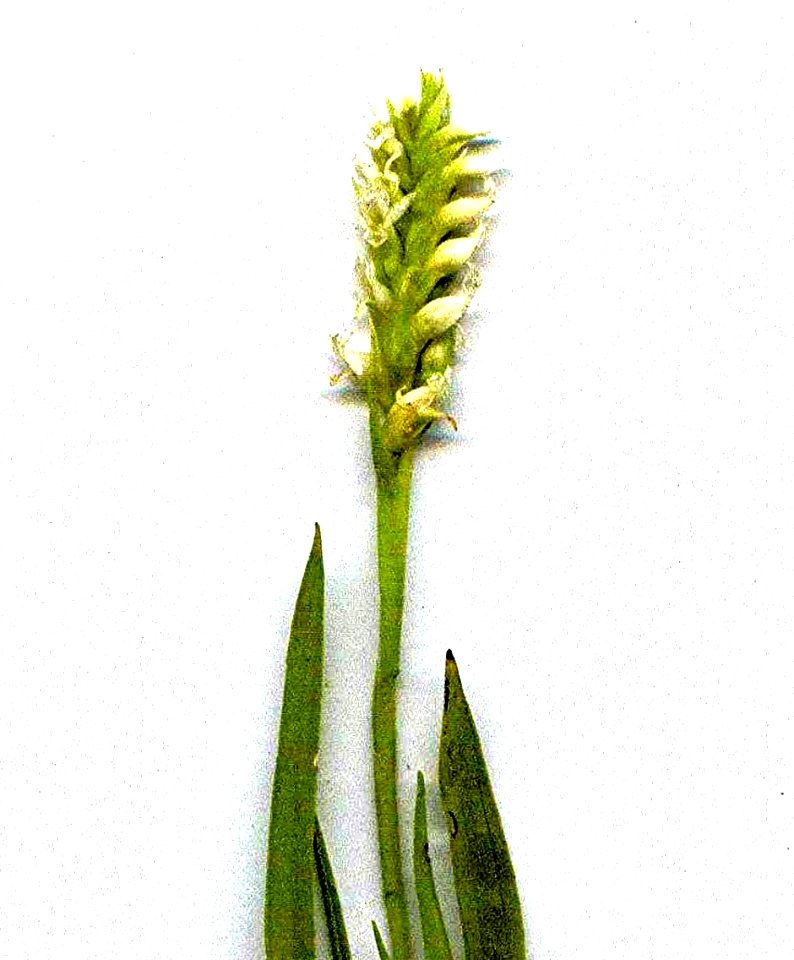 Plants OB 743