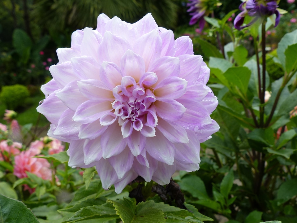 Garden floral macro