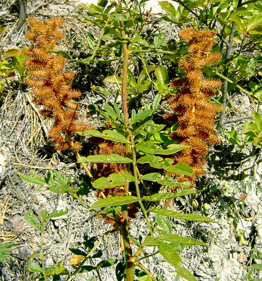 Plants OB 550