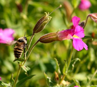 Plants OB 911