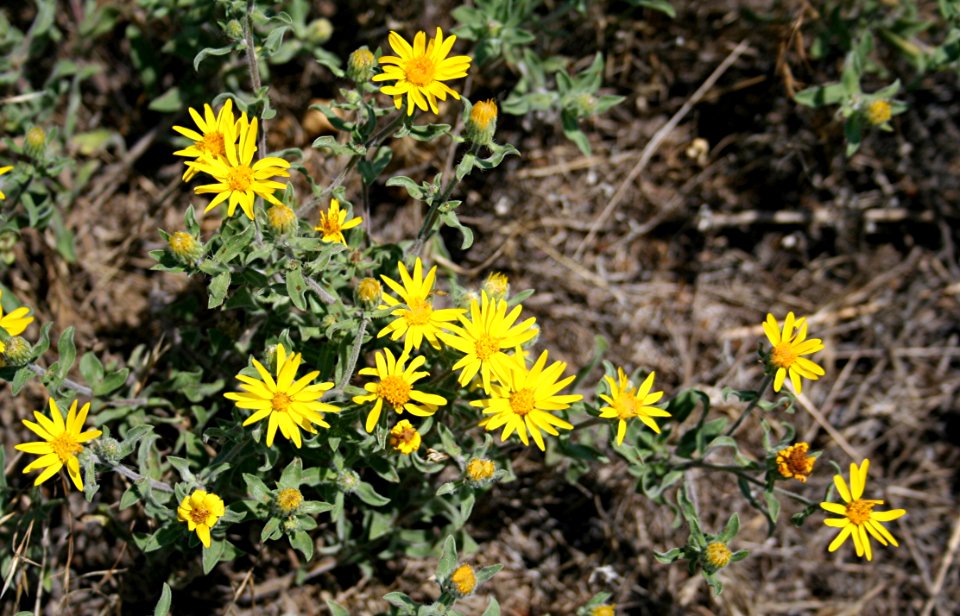 Plants OB 261