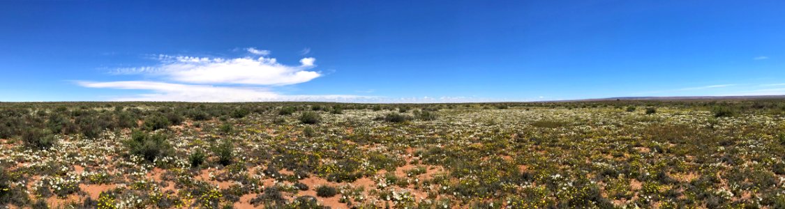 Landscape with Wildflowers in AZ