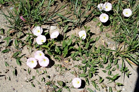 Plants OB 350