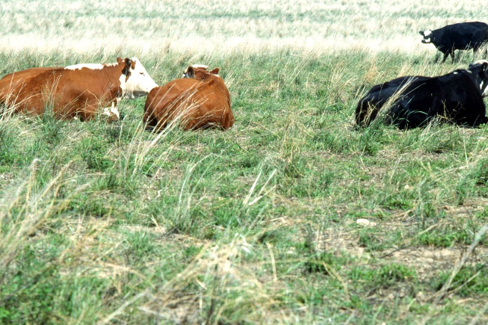 Rangeland87.tif