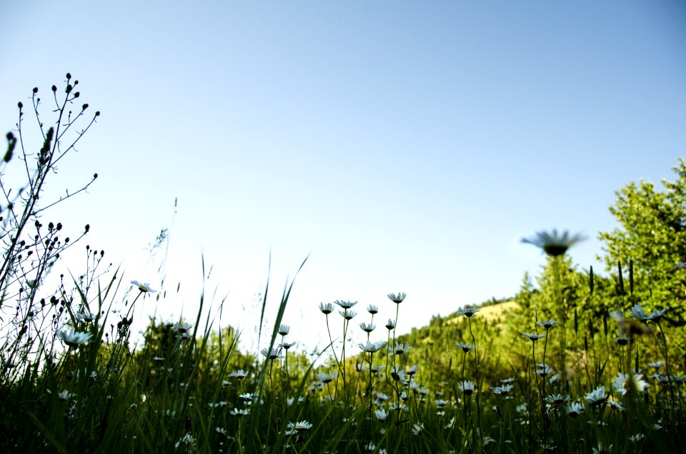 Noxious Weed Photos