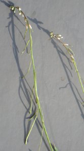 Plants OB 365