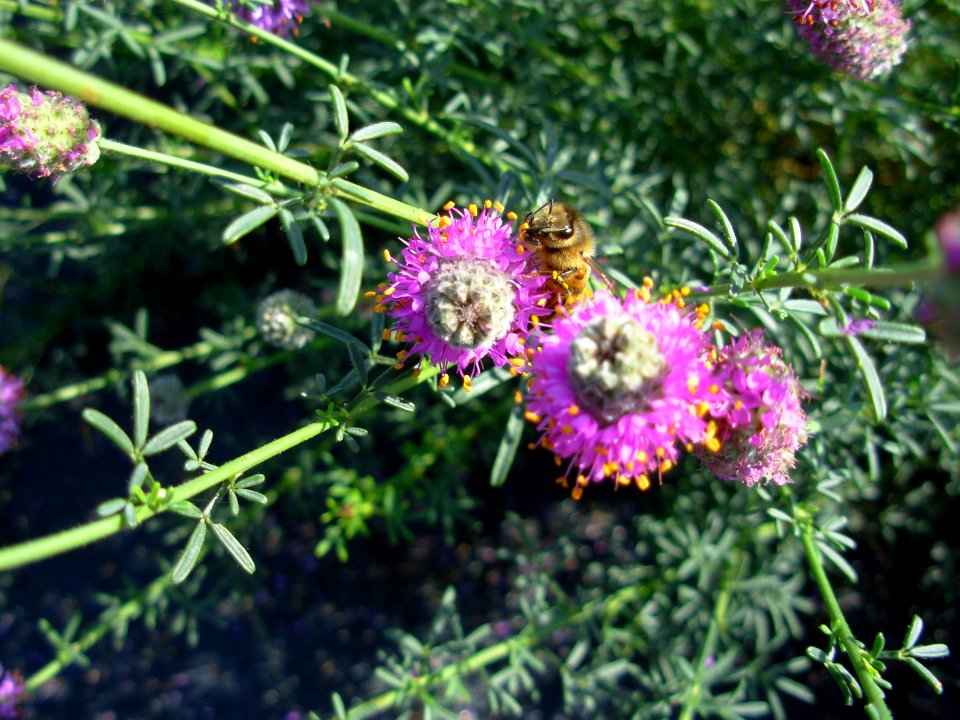 Pollinators0006.tif
