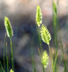 Plants OB 656