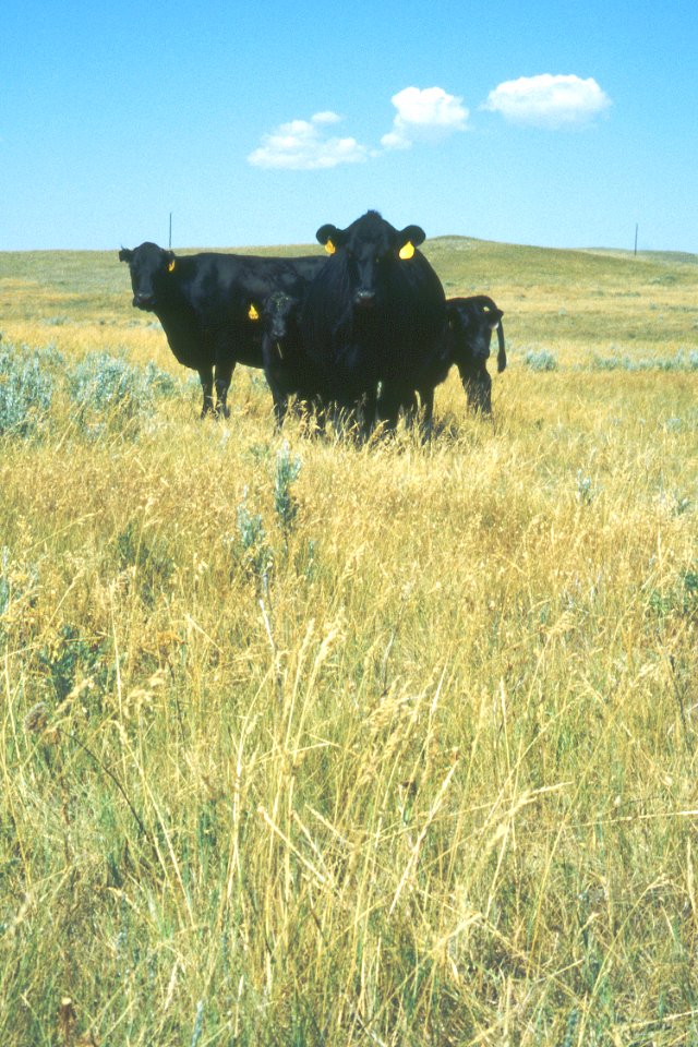 Livestock57.tif
