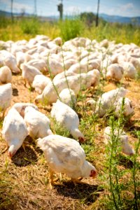 1941 NRCS projects
