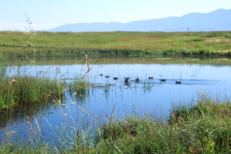 Wetlands12.tif