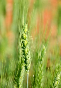 Crops NR 16