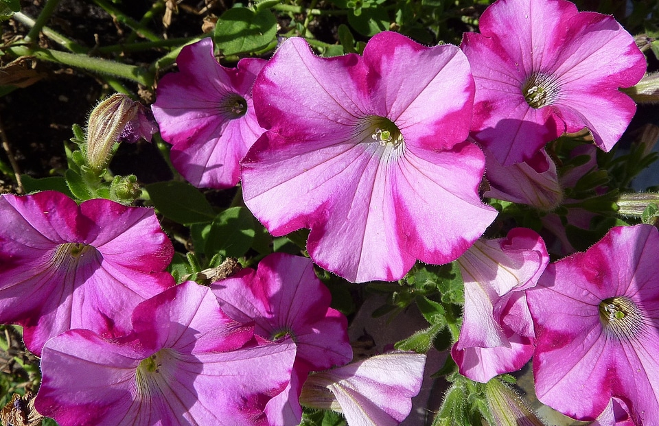 Solanaceae flowers ornamental plant