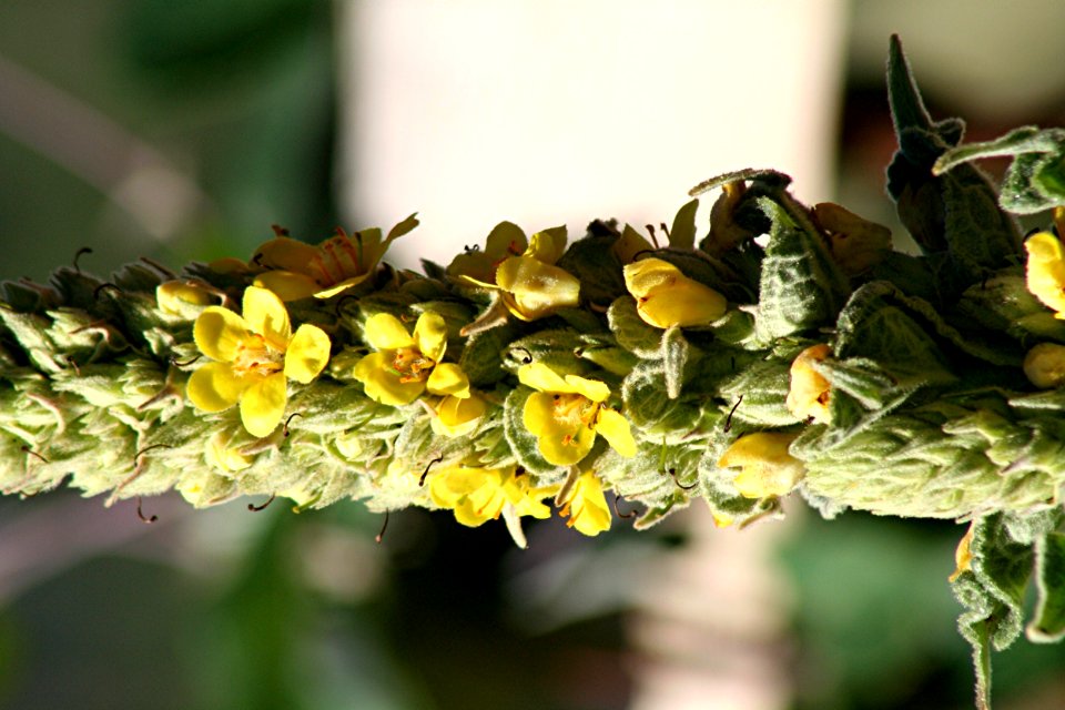 Plants OB 936