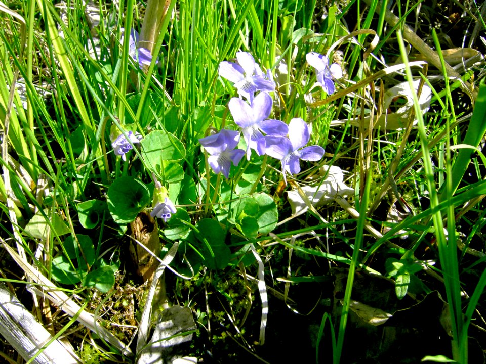Plants OB 980