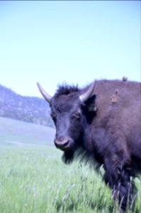 Livestock NR 141