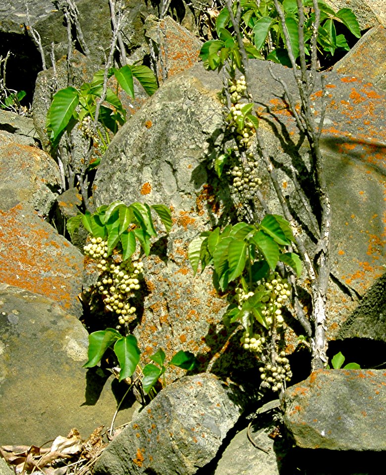 Plants OB 27