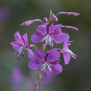 Fireweed chamerion angustifolium natural flower