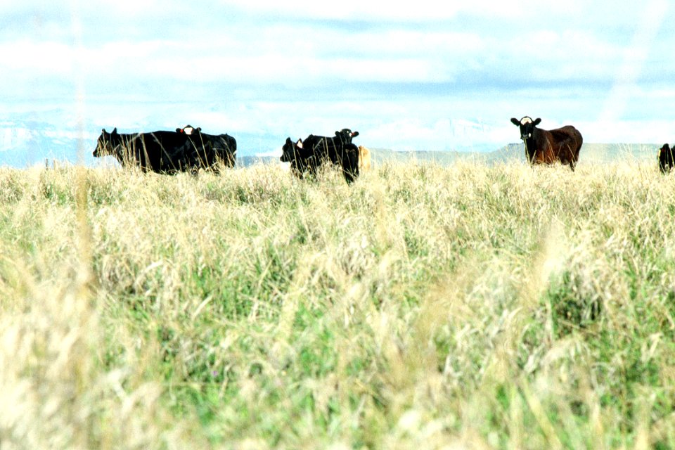 Livestock65.tif
