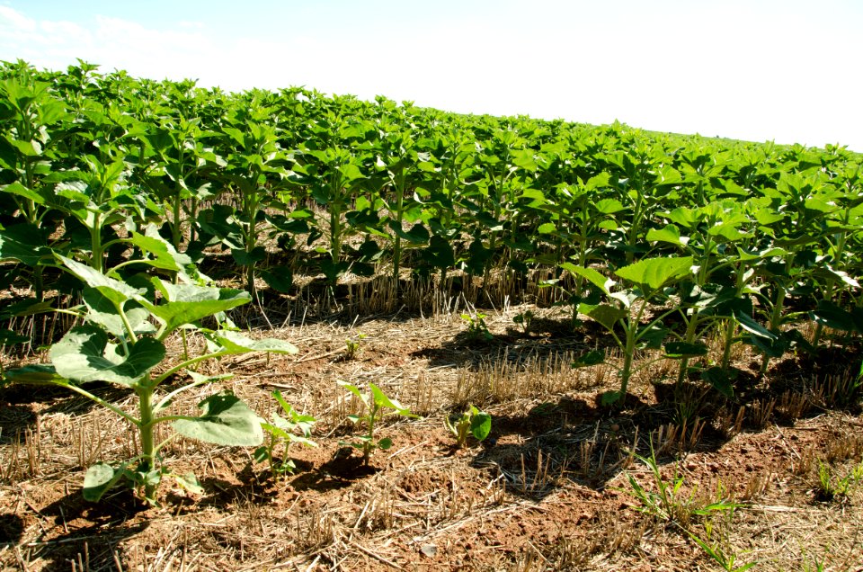 Crop Residue Management NR 08
