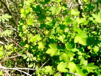 Plants OB 456