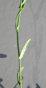 Plants OB 369