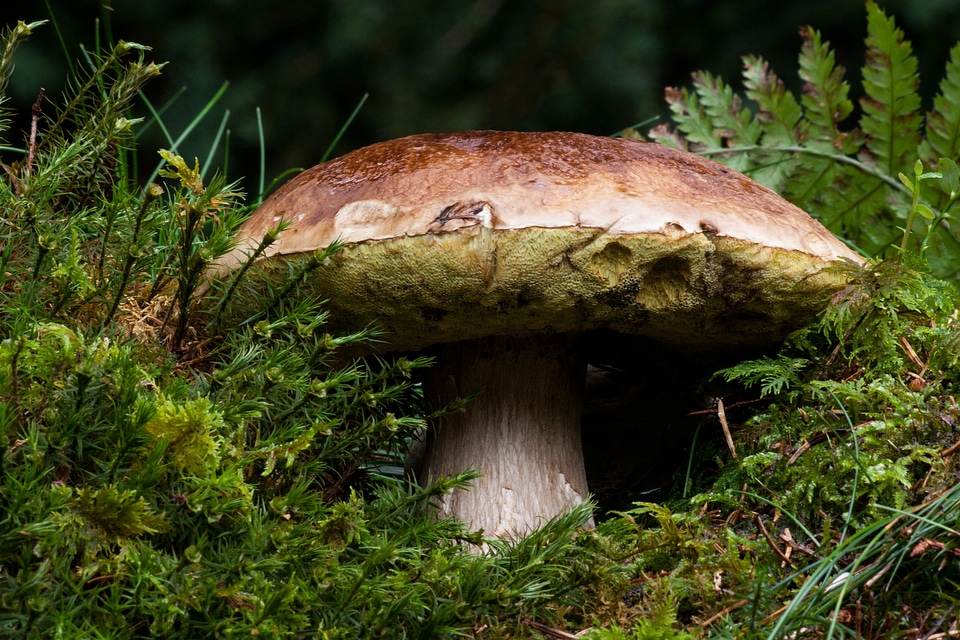Herrenpilz boletus noble rot