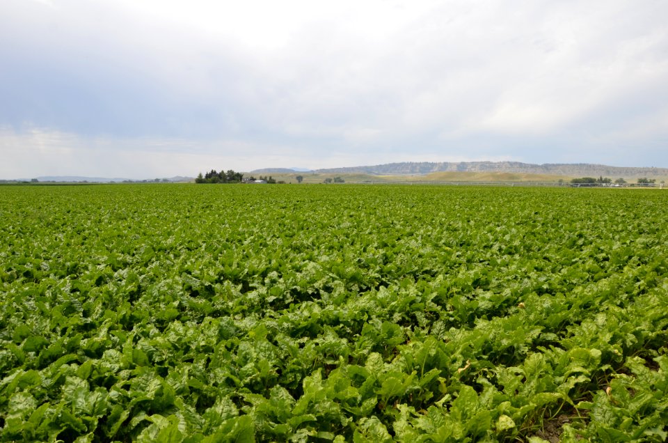conservationtillage144