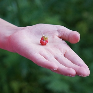 I'll give you please berry