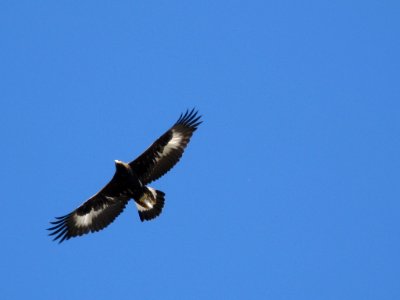 Wildlife134