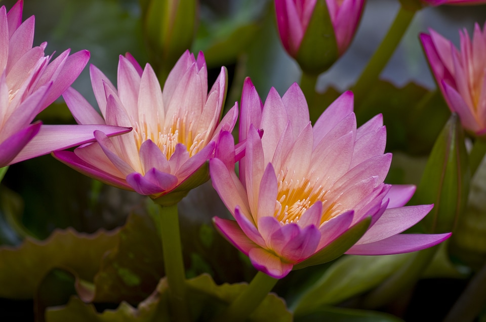 Pink composites pond