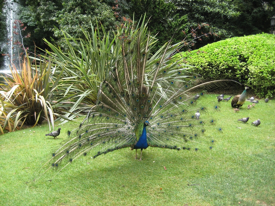 Feathers animals birds