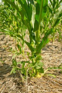 Crop Residue Management NR 16