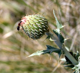 Plants OB 331