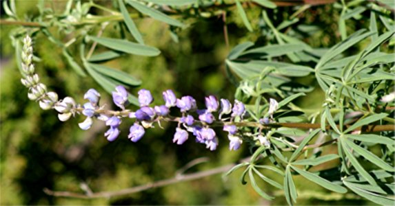 Plants OB 579
