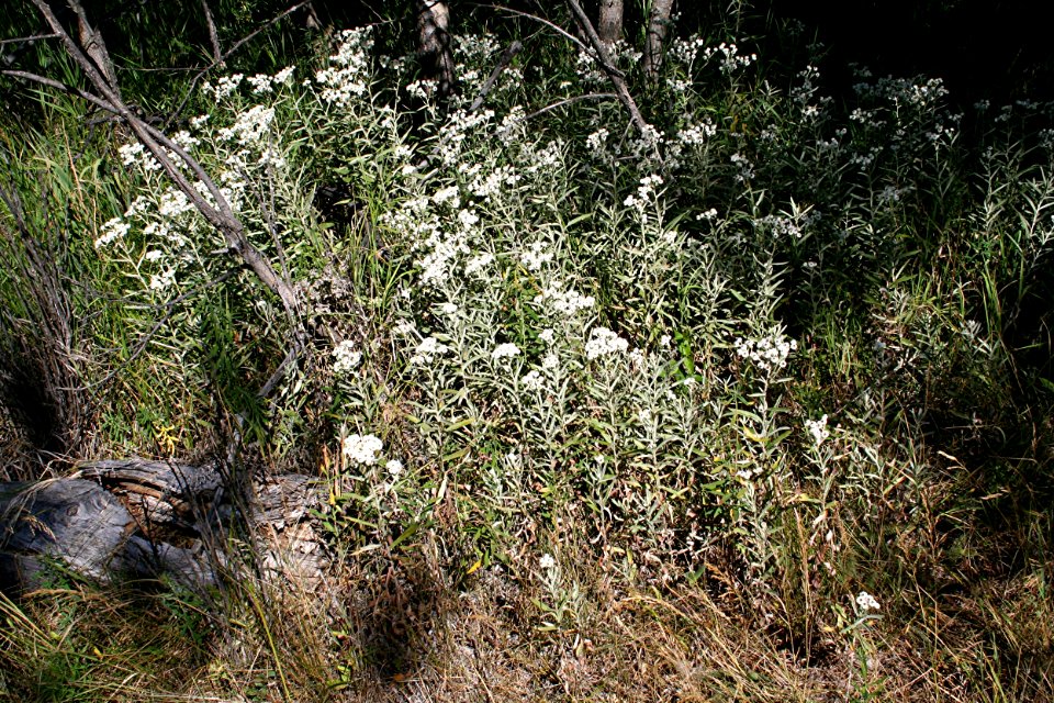Plants OB 192