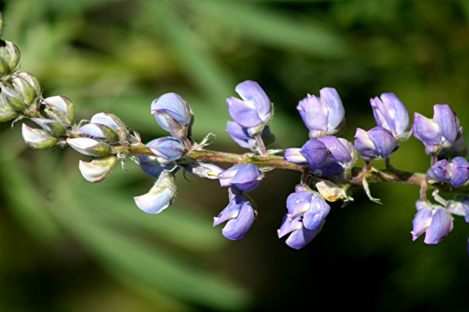 Plants OB 580
