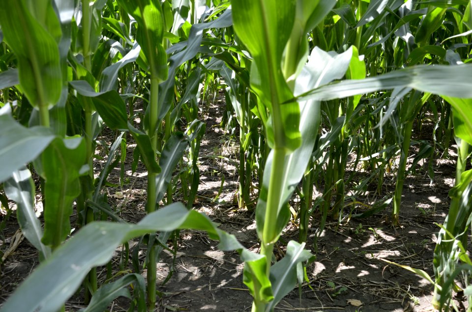 soilhealth009