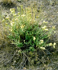 Plants OB 199