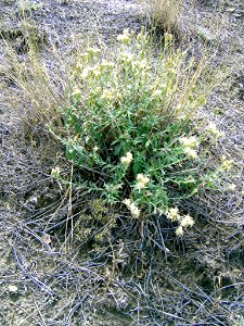Plants OB 200