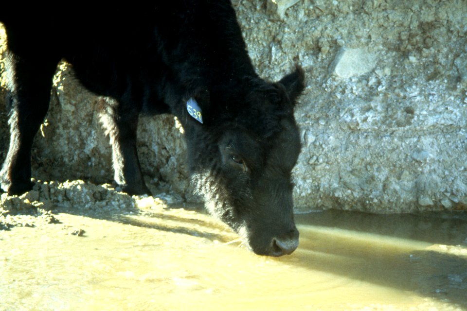 Livestock62.tif