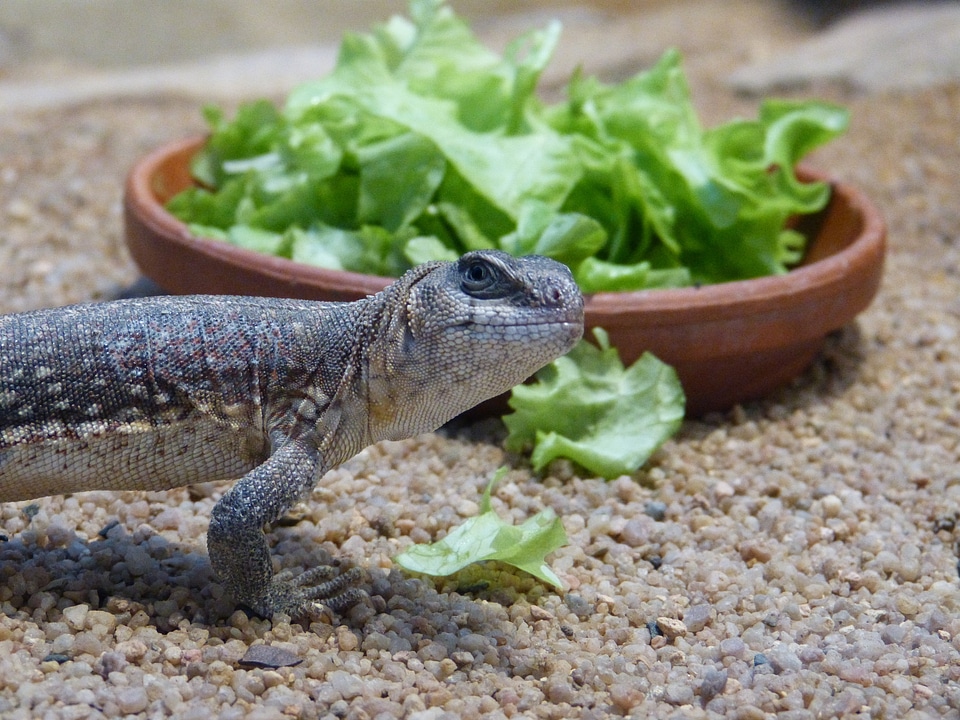 Terrarium salad eyes