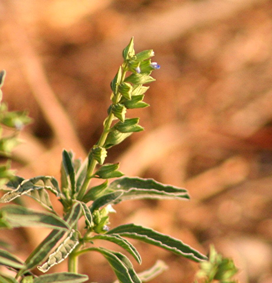 Plants OB 508