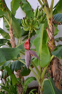 Plant blossom bloom