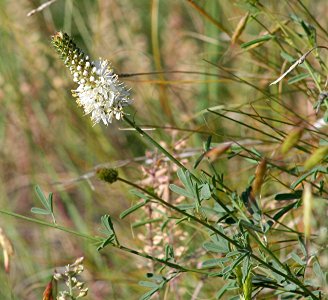 Plants OB 542