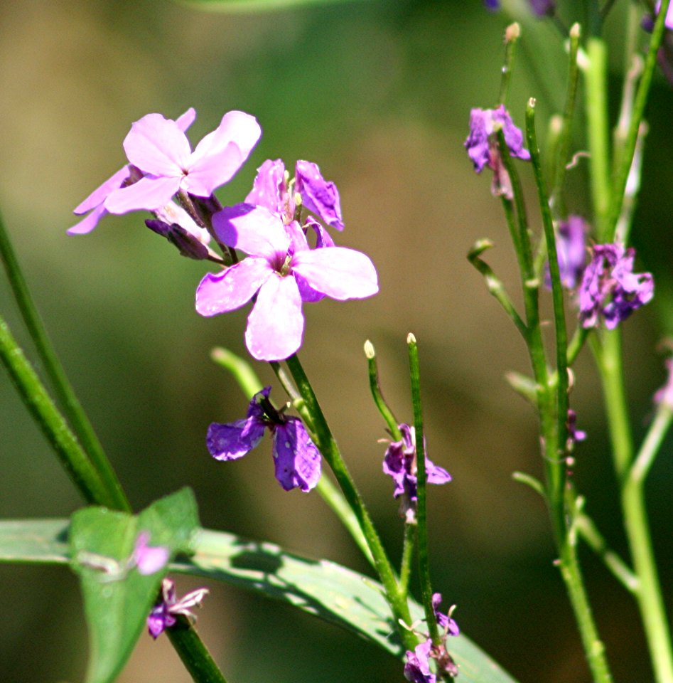 Plants OB 730
