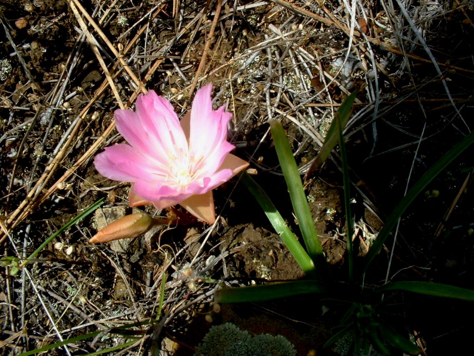 Plants OB 798
