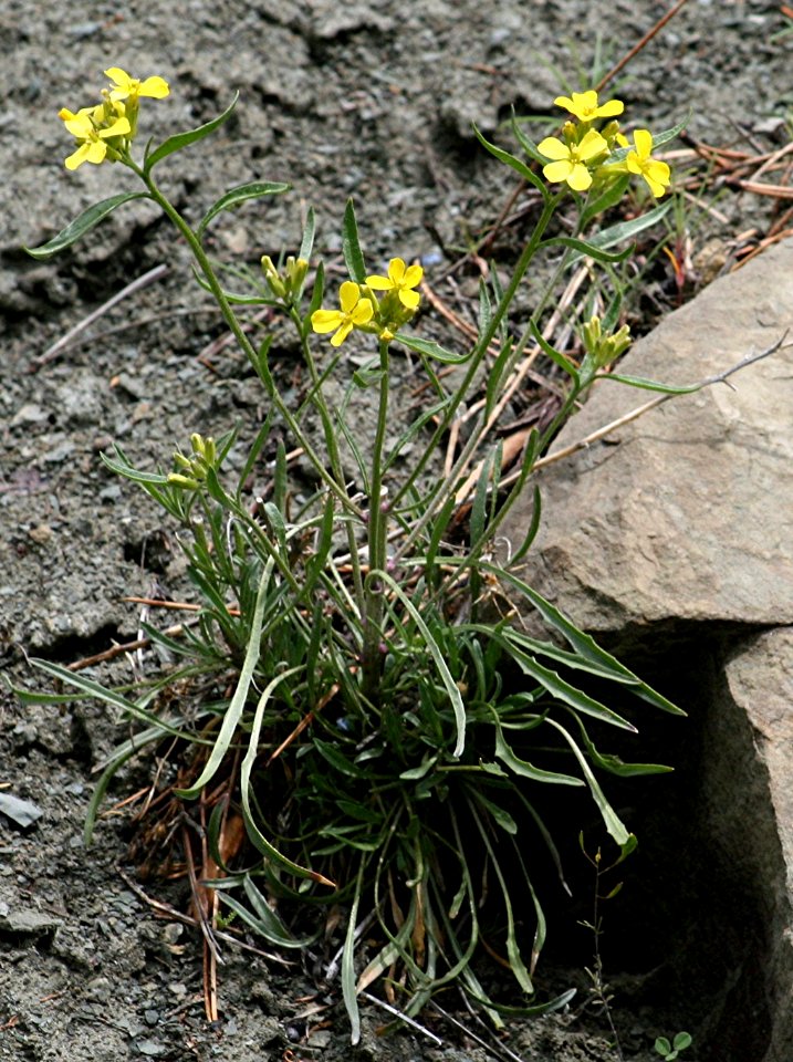 Plants OB 1003