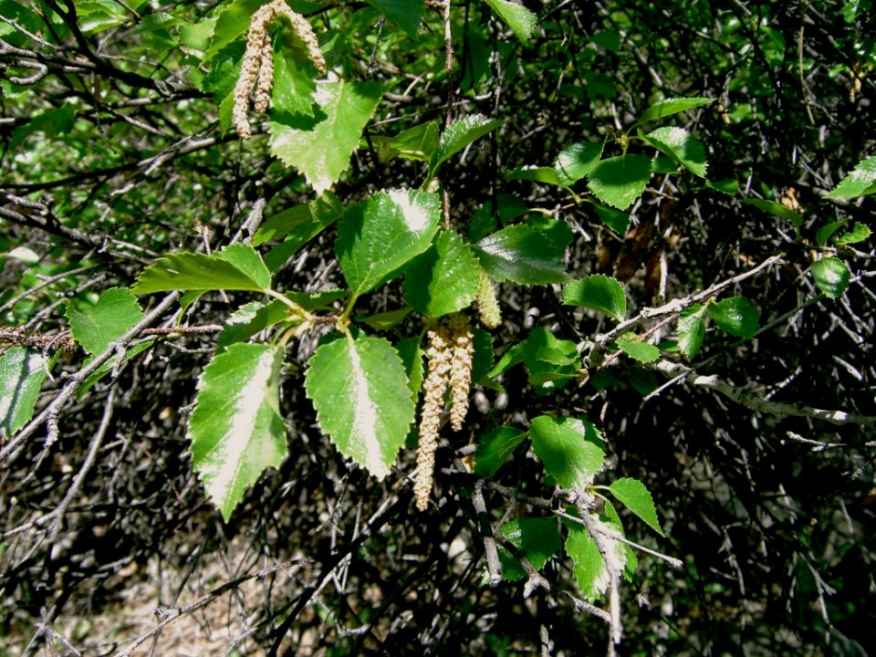 Plants OB 59