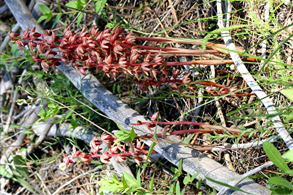 Plants OB 733